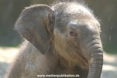 hagenbeck 05 03 034