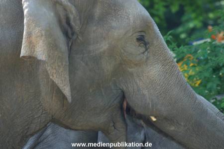 hagenbeck 05 03 035