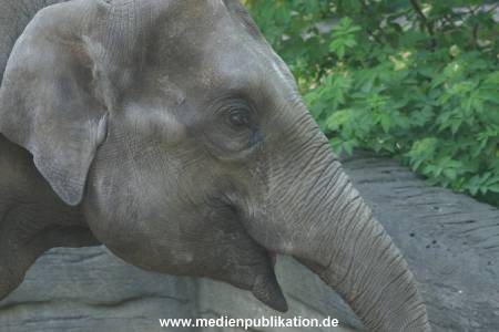 hagenbeck 05 03 036
