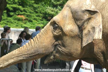 hagenbeck 05 03 037