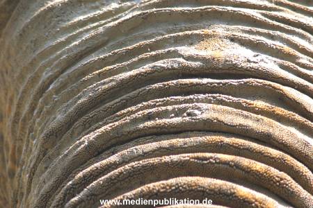 hagenbeck 05 03 039