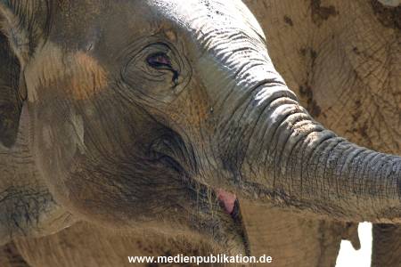 hagenbeck 05 03 040