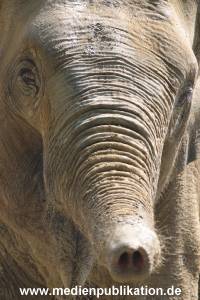 hagenbeck 05 03 041