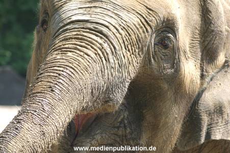 hagenbeck 05 03 042
