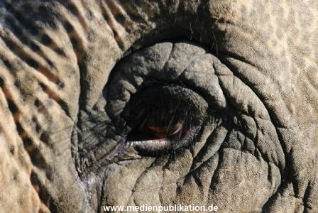 hagenbeck 20032005 025