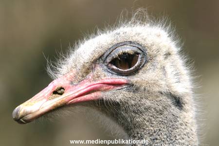 hagenbeck 03 04 034