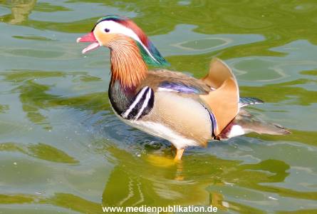 Hagenbeck 24042005 010