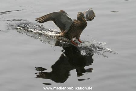 amrum 04 04 vogelkoje 018
