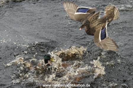 amrum 04 04 vogelkoje 019
