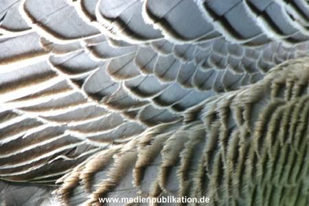 hagenbeck 05 03 093
