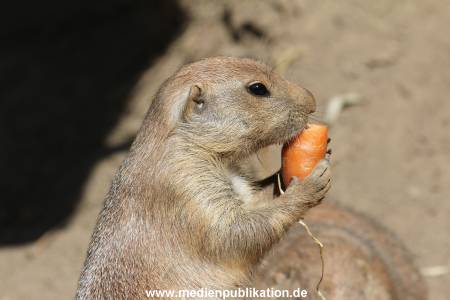 Hagenbeck 26102014 014
