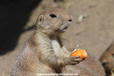 Hagenbeck 26102014 015