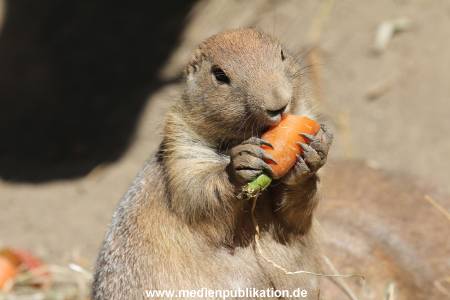 Hagenbeck 26102014 016