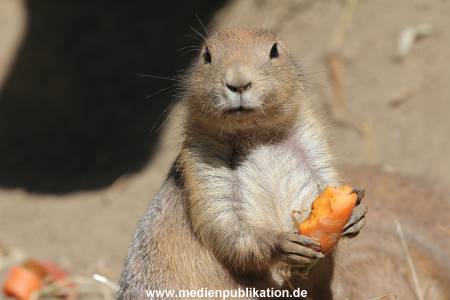 Hagenbeck 26102014 017