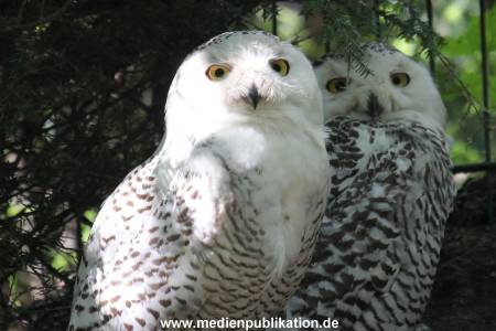 Hagenbeck 06062013 078