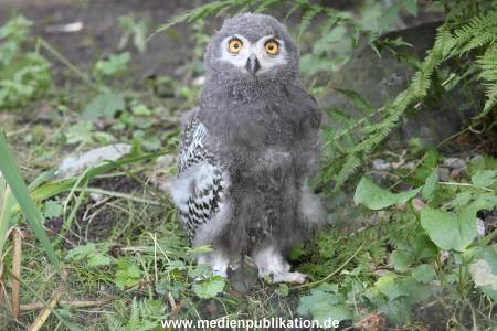 Hagenbeck 23072014 013