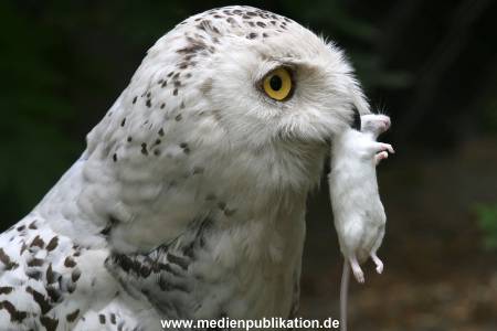 Hagenbeck 24072010 005
