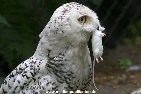 Hagenbeck 24072010 006