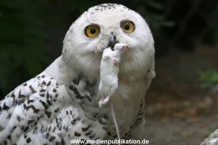 Hagenbeck 24072010 007