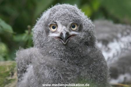 Hagenbeck 24072010 022