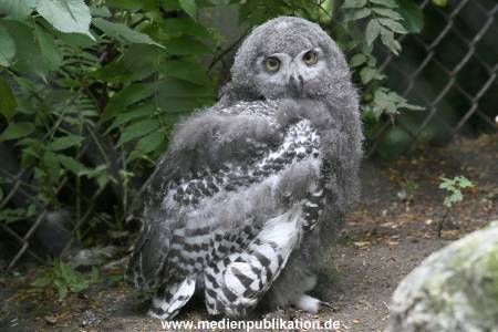 Hagenbeck 24072010 023