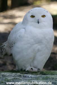 hagenbeck 20032005 021