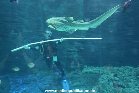 Hagenbeck 29112010 044