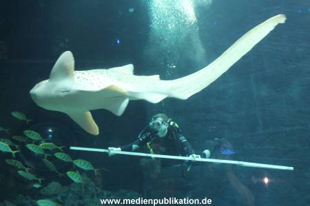 Hagenbeck 29112010 048