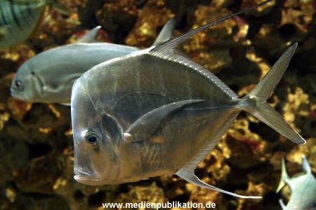Hagenbeck Archiv 07042009 024