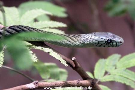 Hagenbeck Archiv 07042009 031
