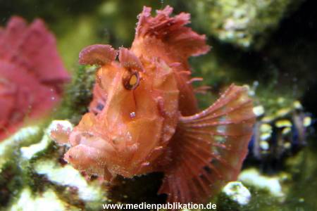 Hagenbeck Archiv 07042009 034