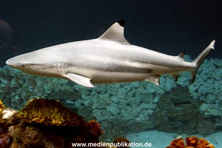 Hagenbeck Archiv 07042009 039