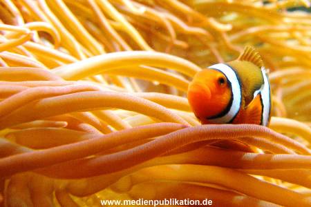 Hagenbeck Archiv 07042009 050