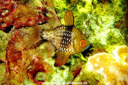 Hagenbeck Archiv 08032009 004