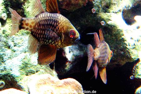 Hagenbeck Archiv 08032009 005