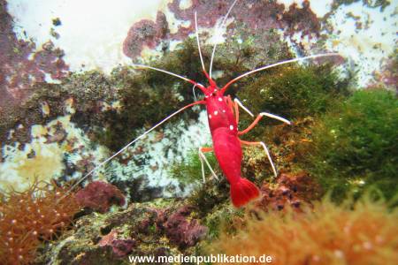 Hagenbeck Archiv 08032009 008
