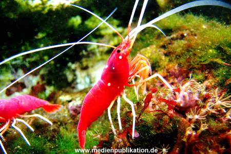 Hagenbeck Archiv 08032009 009