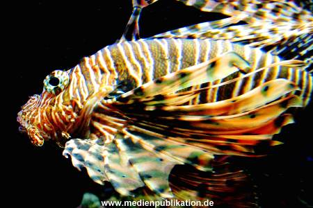 Hagenbeck Archiv 08032009 010