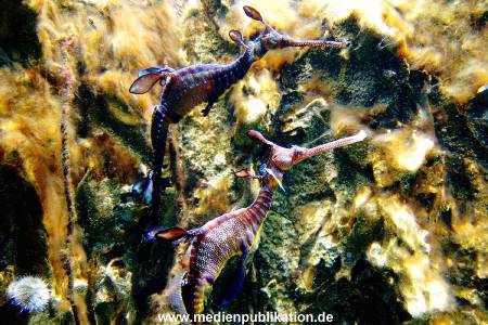 Hagenbeck Archiv 08032009 015