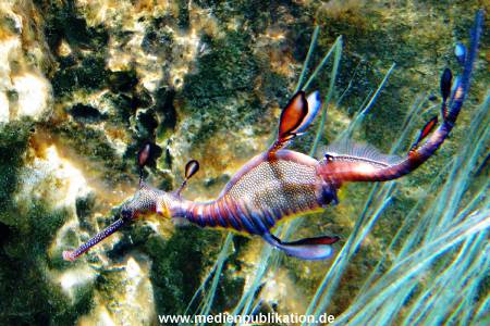 Hagenbeck Archiv 08032009 016