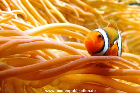 Hagenbeck Archiv 08032009 017