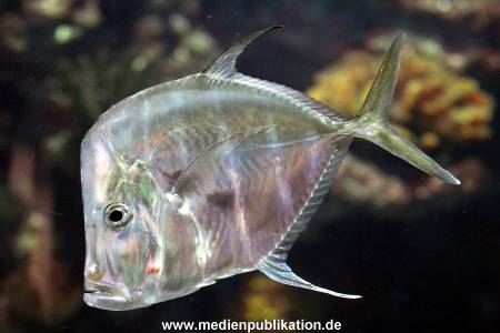 Hagenbeck Fruehling 12042012 016