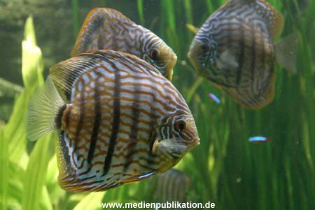 Hagenbeck Inventur 28122007 021