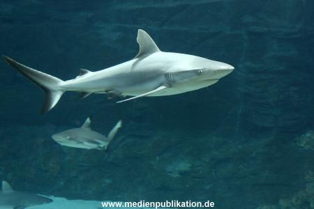 Hagenbeck Inventur 28122007 023
