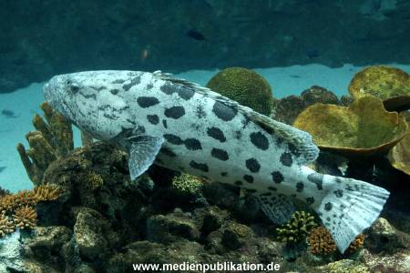 Hagenbeck Inventur 28122007 025