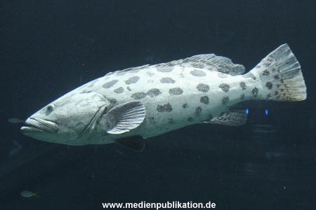 Hagenbeck Inventur 28122007 030