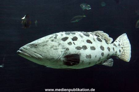 Hagenbeck Inventur 29122009 024