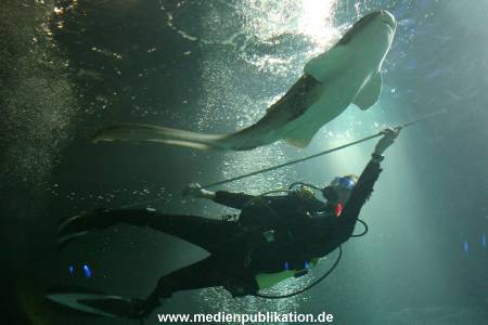 Hagenbeck Inventur 29122009 036