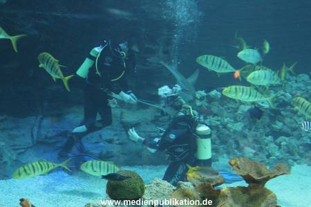 Hagenbeck Inventur 29122011 022