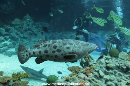Hagenbeck Inventur 29122011 025